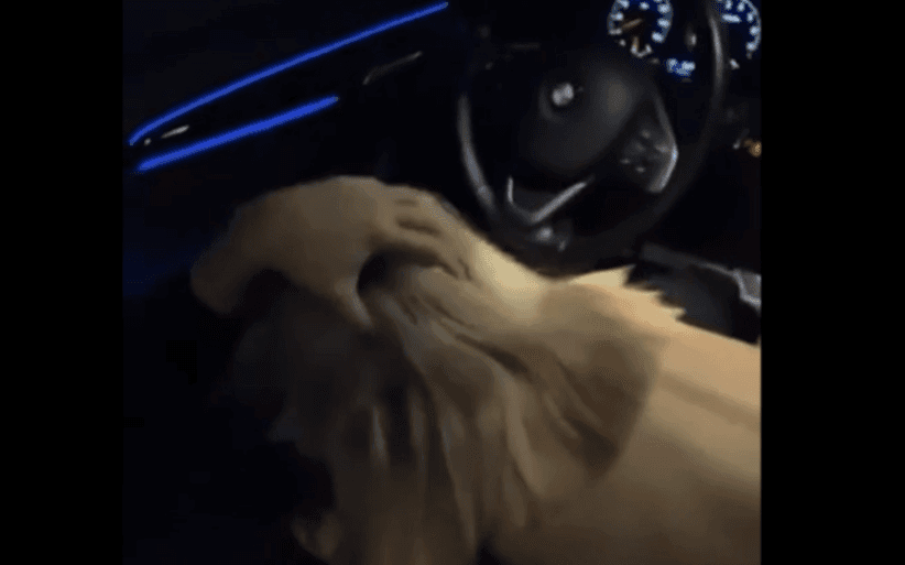 Quarreled with her boyfriend and gave a blowjob to a stranger in a BMW
